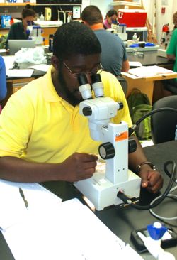 Ammar Hanif of the University of Maryland examines fish larvae under the scope.