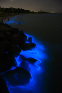 A long-exposure image of bioluminescence in Seaford near York Point on the evening of September 13. The glow is most likely due to high concentrations of the dinoflagellate Alexandrium monilatum. Photo by Wolfgang Vogelbein.