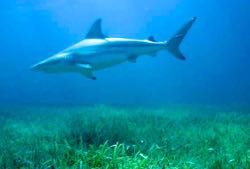 The blacktip shark Carcharhinus limbatus. © D. Grubbs/FSU.