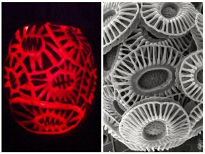 VIMS graduate student Britt Dean carved this spooky coccolithophore pumpkin. On the right is the real thing: a single-celled marine protist that makes its shell out of  calcium carbonate.