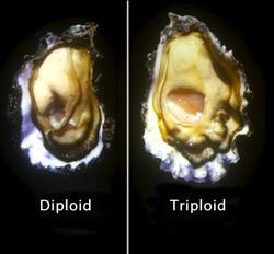 Because triploid oysters put no energy toward reproduction, they grow faster and bigger than their diploid counterparts. Photo by J. Davis.