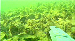 The type of image that will be available from the underwater video system. Photo courtesy of Dr. Russ Burke.