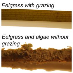 Comparison of algae fouling on eelgrass with and without grazers. Photo courtesy of Matthew Whalen/UC Davis©.