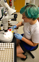 VIMS Governor's School student Ellie Grace works on her summer research project in the lab.