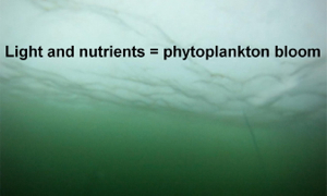 When light reaches the nutrient-rich waters under the Arctic ice cap, it creates the perfect environment for phytoplankton to bloom. (Credit: Don Perovich/U.S. Army Cold Regions and Engineering Laboratory) 