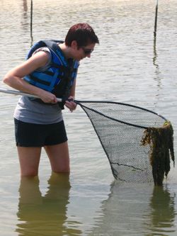 Intern Jennifer Brown hopes to catch a blue crab in the York River.