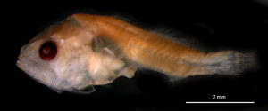 A larval fish of the family Sciaenidae, which includes familiar Bay species such as drum, spot, and croaker.