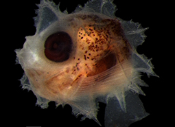 A larval Slender Sunfish (Ranzania laevis) from a plankton collection made in the central Pacific Ocean. ©Eric Hilton and Peter Konstantinidis