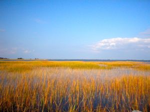Human structures such as dams and seawalls are disrupting the natural mechanisms that allow coastal marshes to survive rising seas. Photo by Matt Kirwan.