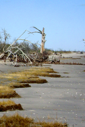 A ghost forest and outcrops of marsh peat provide clear evidence of landward migration of Parramore Island. © D. Ciarletta/ Montclair State University.