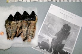 The mastodon tooth is an 8-inch molar with both crown and roots. A 1967 Science article documents 41 mastodon and mammoth teeth that had been recovered from the Atlantic continental shelf by commercial anglers. 