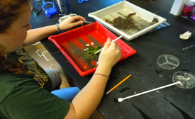 Taylor Medley assists fellow Governor's School student Elias Bearinger by sorting clam samples.