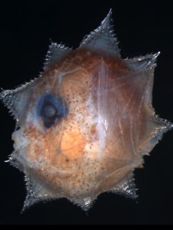 The larva of the ocean sunfish Mola mola is completely different than the adult. Click for photos of other larval fish.