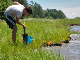 VIMS Governor's School student Thomas Moss collects samples from a marsh as part of his study of ribbed mussels.