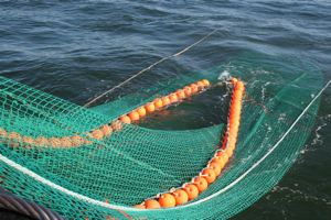 The NEAMAP Inshore Trawl Survey at VIMS uses a standardized net to ensure consistency between tows.