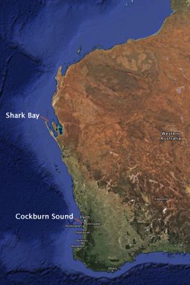 The team will conduct their fieldwork in two locations with a history of seagrass loss. Cockburn Sound near Perth is influenced by ongoing coastal development. Shark Bay remains relatively pristine. Image from Google Maps.