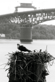A mother osprey tends her two chicks in a nest just below the Coleman Bridge. Photo by Donna Grusha.