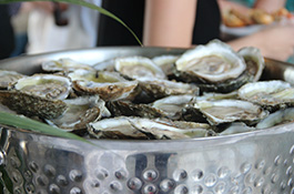 Fresh oysters collected from the York River.
