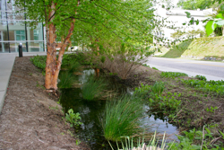 Rain gardens near Andrews Hall help collect and manage the building's stormwater runoff and air-conditioning condensate.