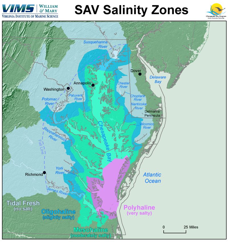 The 4 salinity zones used to categorize underwater grass coverage in Chesapeake Bay.