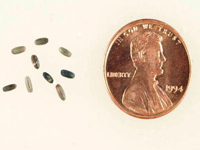 Eelgrass seeds are about the size of a rice grain.