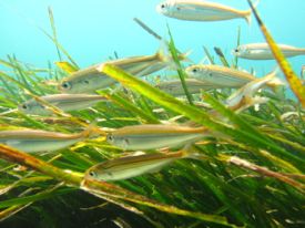 Coastal habitats offer important ecosystem services to many commercially exploited fish species. ©Gaynor Rosier/Marine Photobank.