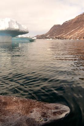 A Greenland shark swims past an iceberg in in its chilly native waters. © J. Nielsen.
