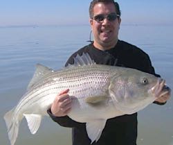 Charter fishing for striped bass is popular in Chesapeake Bay. ©Capt. R. Gaines.