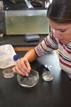 Sarah Sumoski picks seagrass seeds as part of her study of the role of fishes in seagrass dispersal.