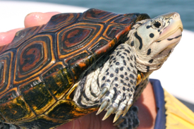 A diamondback terrapin.