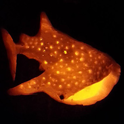 Liese Carleton's whale shark pumpkin won first place in the 2014 pumpkin-carving contest. 