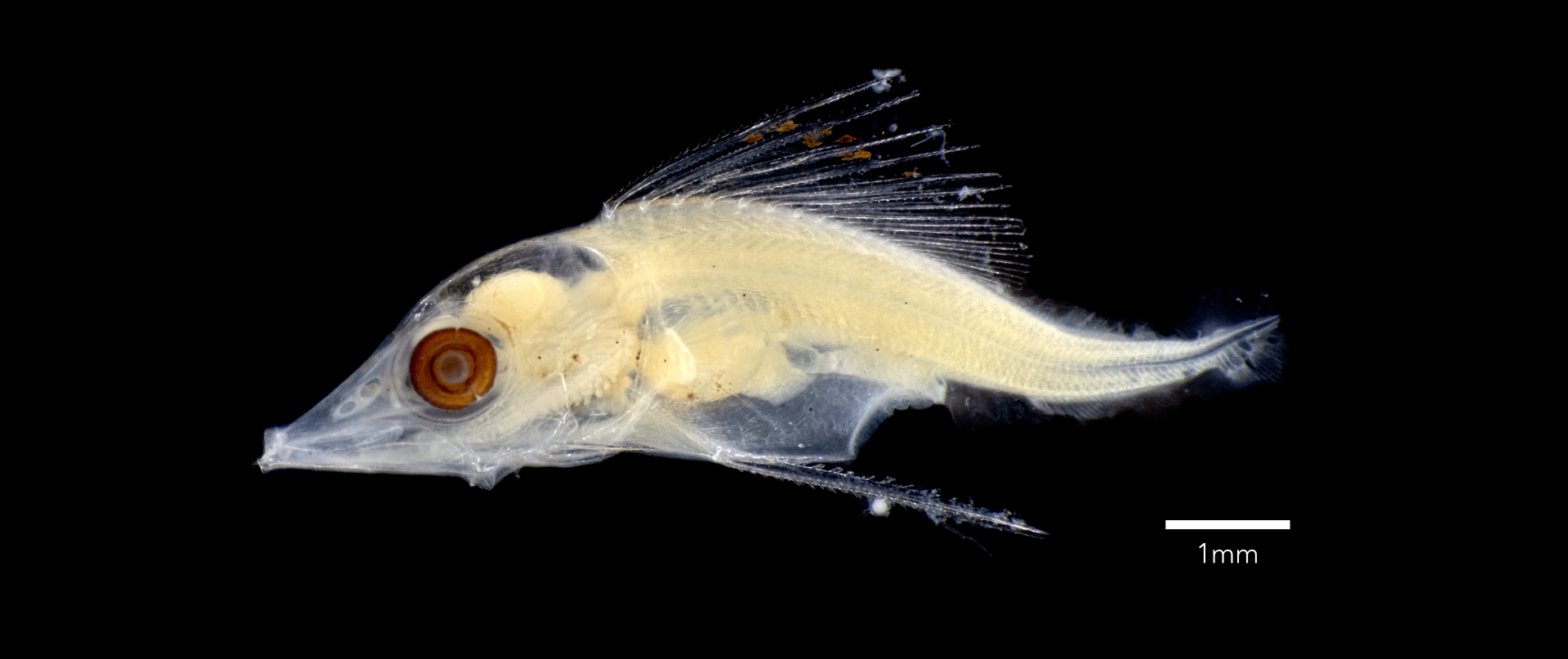 Striped Scolar (Diplospinus multistriatus) larva