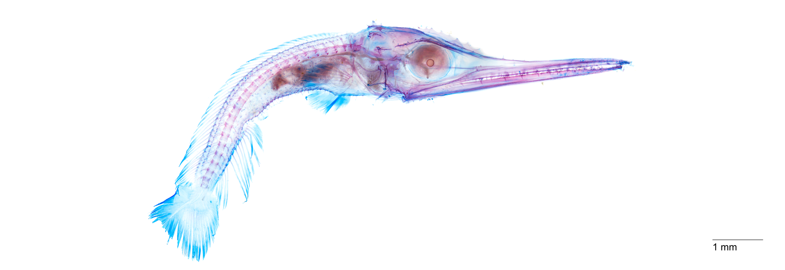 Cleared and stained image of a Swordfish larva. This larva is around 10mm in total length. The bones are stained in red and the cartilage is blue.