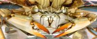 Blue crabs have one claw for crushing and one for shredding. ©VIMS.