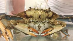 A pair of blue crabs mating. © VIMS.