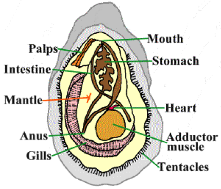 The anatomy of an oyster. Image courtesy of East Hampton Town Shellfish Hatchery.