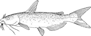 Channel Catfish