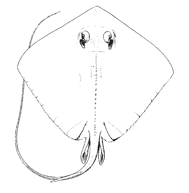 Southern Stingray