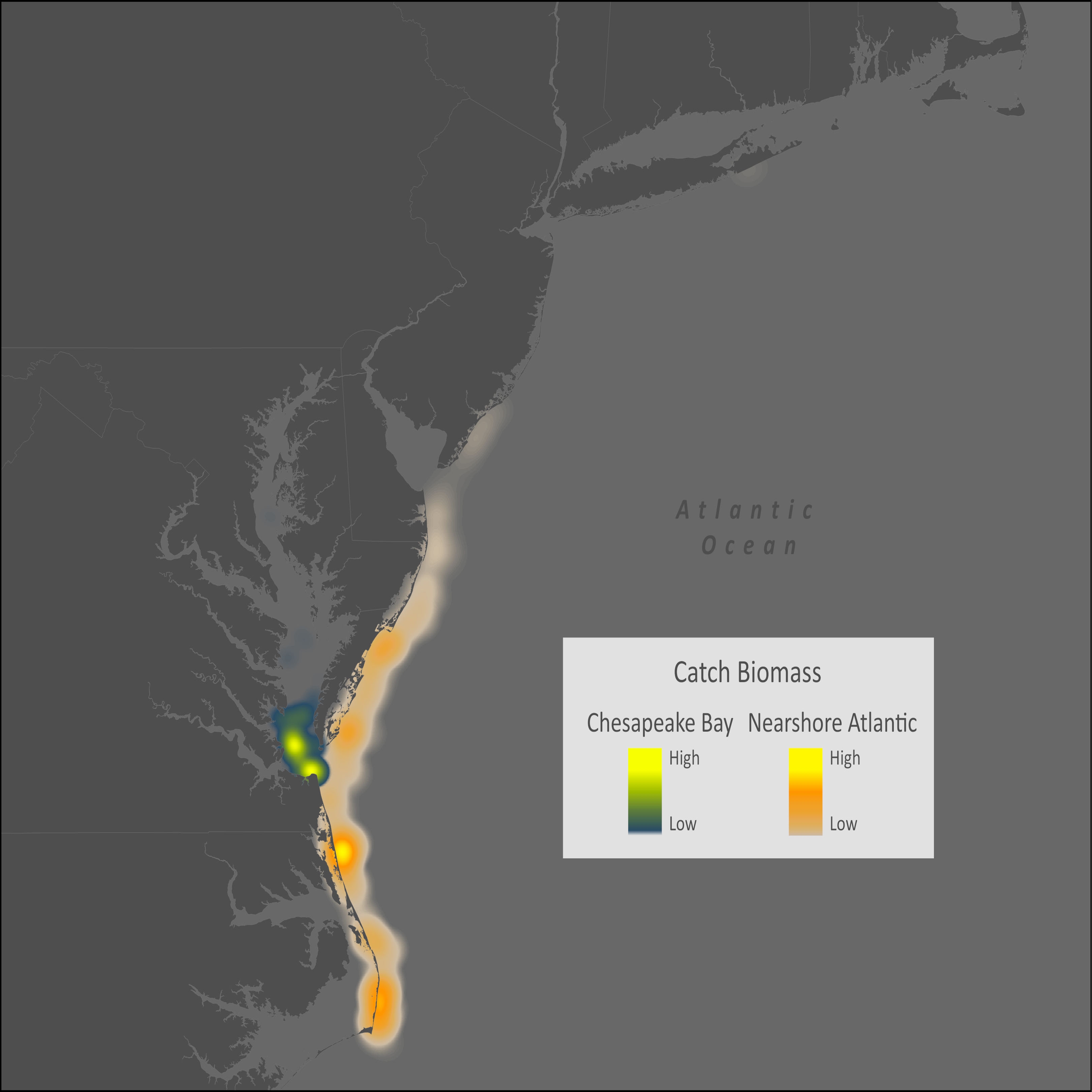 Striped Anchovy Virginia Institute of Marine Science