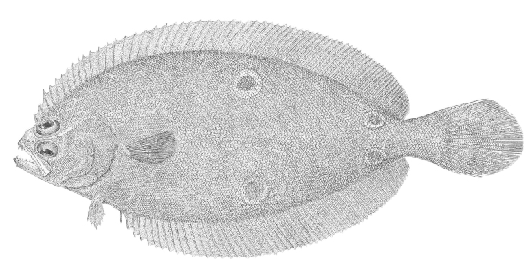 Fourspot Flounder