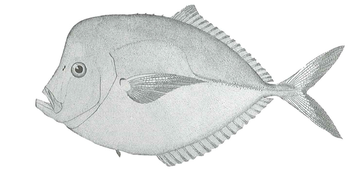 Atlantic Moonfish