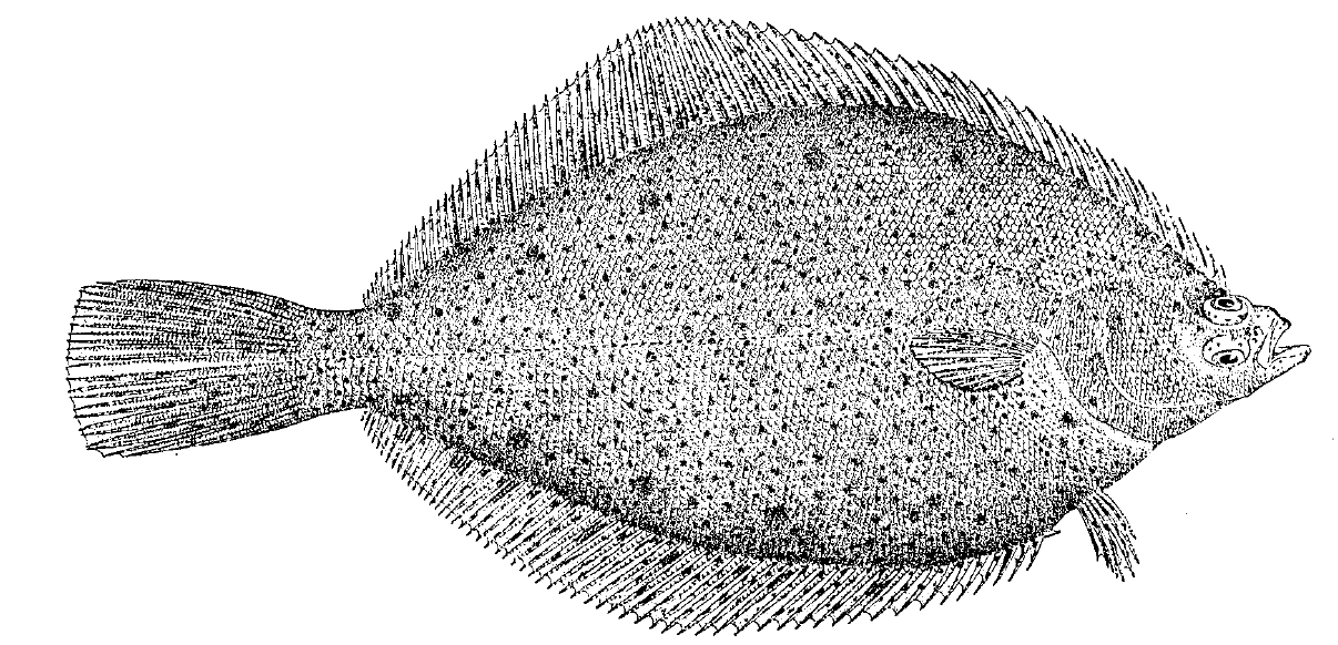 Yellowtail Flounder Virginia Institute of Marine Science