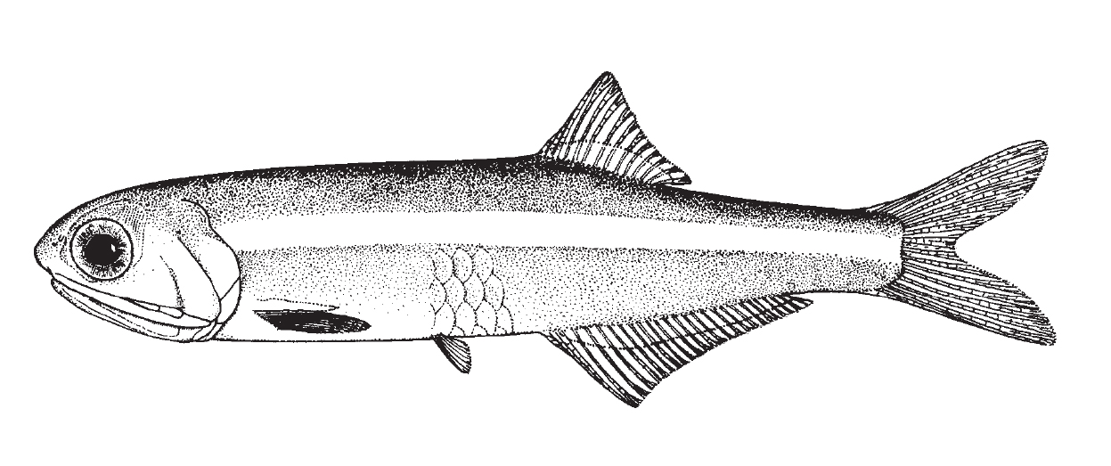 bay_anchovy.jpg