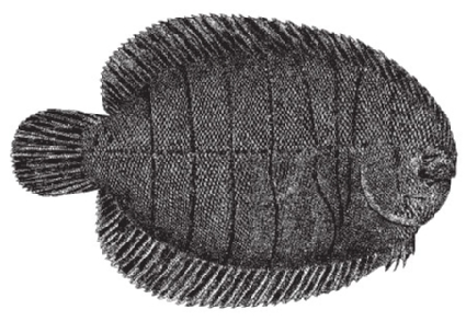 Hogchoker | Virginia Institute of Marine Science