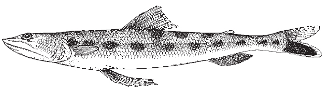 Inshore Lizardfish
