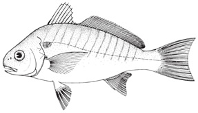 Spot | Virginia Institute of Marine Science