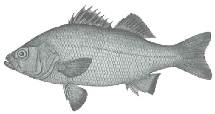White Perch | Virginia Institute of Marine Science