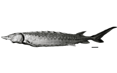 The Atlantic sturgeon Acipenser oxyrinchus.