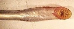 Ventral view of a sea lamprey's sucking mouthparts.