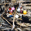Albatross plastics